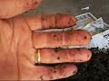 Vermicomposting update