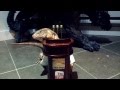 ☜ World's Most Interesting Lizard