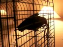 Dante the bird 2