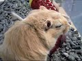 Gerbil Baby Bumpkins