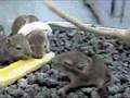 Gerbil Baby Bumpkins
