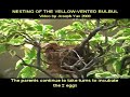 Yellow-Vented Bulbul Nesting - Day 3