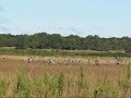 Sandhill Crane Mating Dance