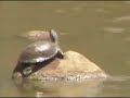 Terrapin at Pete's Pond 10/24/2006