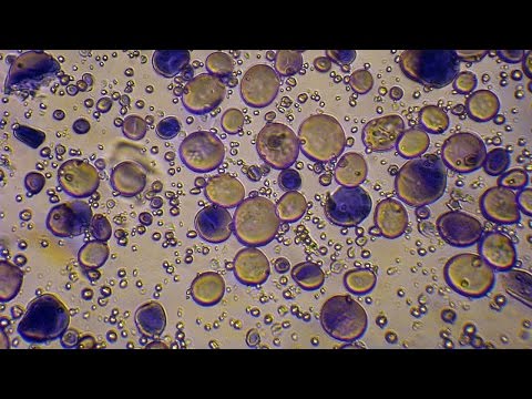 how to isolate alpha amylase