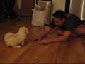 Maltipoo - Shellie as a puppy - we just got her Maltipoo - Shellie as a puppy - we just got her