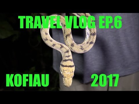 YouTube reptile video