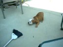 Marley and Gus (Marley meets the broom)