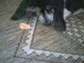 Fred tomando sorvete (basset hound)