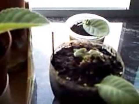 how to care gloxinia