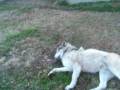 TugOwar Wolfdogs