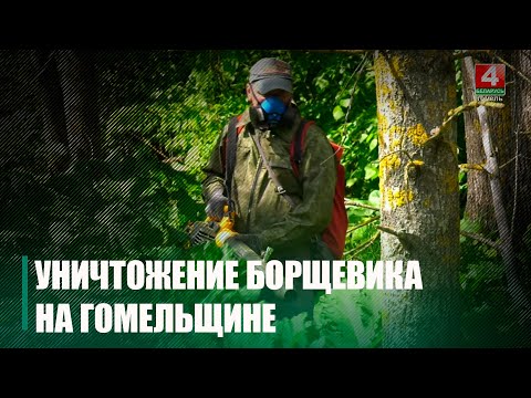 На Гомельщине начали активнее уничтожать борщевик Сосновского видео