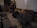 Meatball Humping his Love Toy