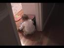 Carlysle Cleaning