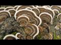 medical mushrooms