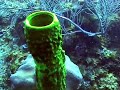 Diving Tobacco Caye, Belize - Tauchen