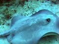 Diving Tobacco Caye, Belize - Tauchen