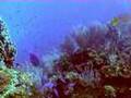 Diving Tobacco Caye, Belize - Tauchen