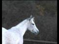 videos de Blue Velvet, Vollblutaraber-Stute