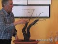 Walter Pall - Tree critique (Quercus petraea)