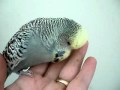 Talking English Budgie - Naughty Budgie says Where's Blossom, and more