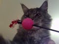 main coon