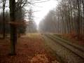 LB Lint pass through Gribskov (forest) towards Hillerød