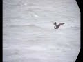 King Eider 2 - Instow - North Devon - 22/02/2008 King Eider 2 - Instow - North Devon - 22/02/2008