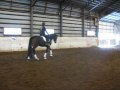 Gelding 2005 by Sandreo