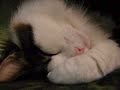 Cat Snores