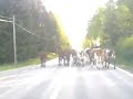 libya guy .... cows in sweden