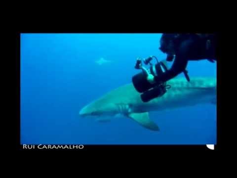 Tiger sharks - a big one Tiger sharks - a big one
