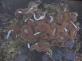 another video showing feeding other coral with small fish