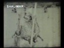 Relangi patha kalam nati song in NTR's Shakunthala