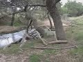Tala ilegal de bosque nativo en Chile 3/4