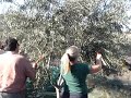 Kampia Olive Oil - Picking