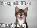 FUNNY CAT 1