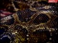 A nearly 10 foot burmese python snake was found by animal control officers in Washington County, and thanks to 4029 its home tonight with the Blanchards.