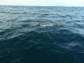 plongee 084.MOV