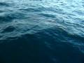 videos de plongee 084.MOV