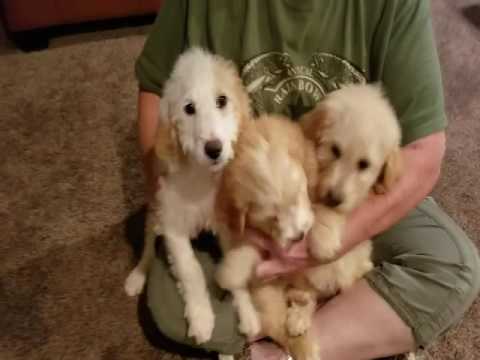 Video 1 of Goldendoodle