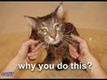 funny cat pictures! 2!!!