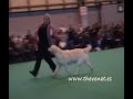 Cruftts 2008 Golden Special Puppy Dog