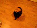Snurrig kattunge Snurrig kattunge