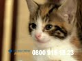 Wilfy ad for The Blue Cross UK