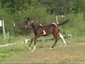 Half Arabian Paint Tri-Colour Sport Horse For Sale