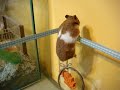 Hamster escaping Hamster escaping