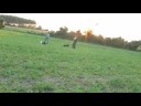 Trening pa?nje ?t. 011 (original) - 1.del
