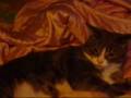videos de Elphin in pink blanket.wmv