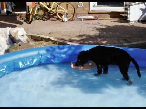 Guide dog puppy Summer